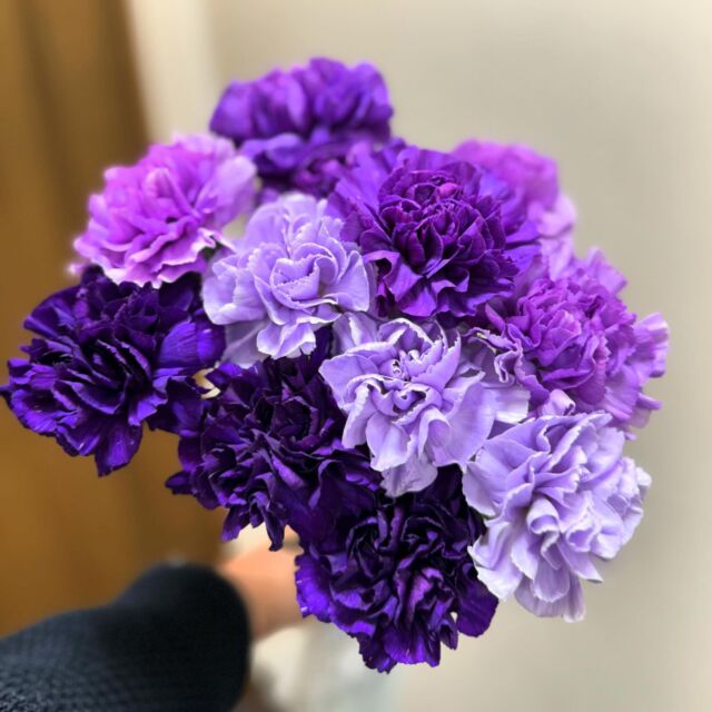 .
.
#サントリー
#ムーンダスト

#カーネーション

このカーネーションは
白いカーネーションに色素を吸わせたお花ではありません。
天然のお色です。
同じ紫色でもこのようにバリエーションがございます。
スイートピーのような華やかな良い香りもいたします。

こちらはサントリーさんが開発した
ムーンダストと言う品種のカーネーションです。

ご葬儀のお花のことも
弊社にお気軽にご相談ください。

#葬儀
#生花祭壇
#紫
#緑葬儀社