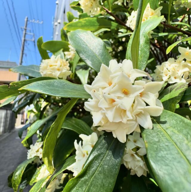 .
.
#沈丁花
#白い沈丁花
#やすらぎのこみち

今日はあたたかいですね😊

弊社沈丁花がついに満開を迎えました。
香りもとても良くて
たくさんの方に良い香りですねとお声掛けいただきます。

この期間限定の清々しい香りを感じたいので
事務所の窓を開けています😊

今週いっぱいは楽しめそうです。

桜の開花予測が東京は21日頃との事。
楽しみですね🌸

#桜