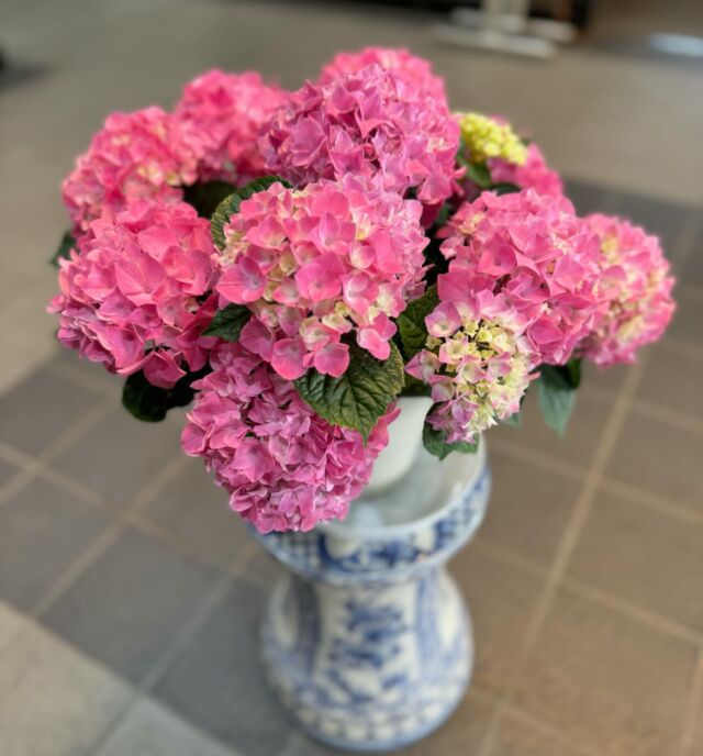 .
.

#あじさい
#紫陽花

ゴールデンウィーク初日、とても良い天気になりましたね。

母の日が近くなってきたのもあり
お花屋さんの店頭に
色とりどりの紫陽花が並ぶ時期になりました。
あじさいは水切れだけ気をつければ
定番のカーネーションより育てやすいようです。

あじさいの色ごとの花言葉は、
青＝辛抱強い愛情
ピンク＝元気な女性
白＝寛容です

花言葉からも母の日の贈り物には
ピンクのあじさいが好んで贈られるようですね。

弊社エントランスにもピンクのあじさいを飾りました😊