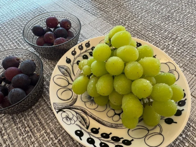 .
.
🍇矢ヶ崎さんのぶどう🍇

先日地元の矢ヶ崎ぶどう園さんに。
ようやく買いに行けました✨
これでもかと言うくらい甘いシャインマスカットで有名です。

ひと粒ひと粒甘みがぎゅっと詰まっていて、
糖度が高く本当に美味しかったです。
また買いに行きます！

#シャインマスカット
#矢ヶ崎ぶどう園 
#旬の味覚
#西東京市
#甘さたっぶり