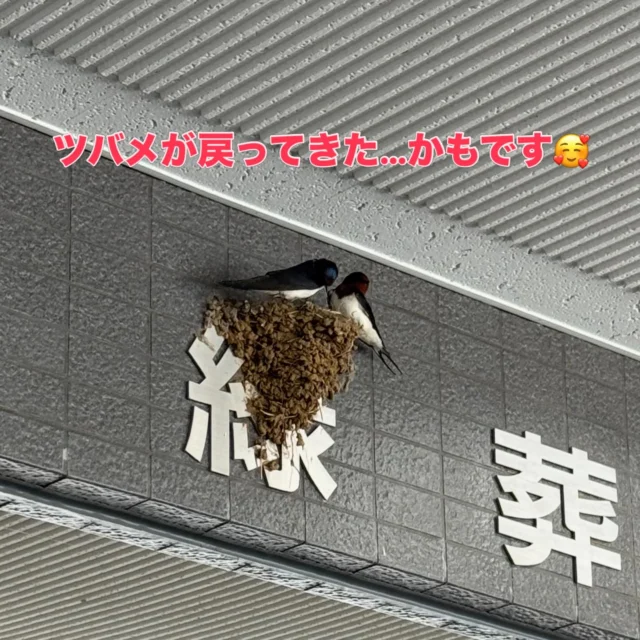 .
.

緑葬儀社の村田です。冷たい雨が降っていますね。

さて、
なんと…✨
昨日からツバメが『緑』の字の古巣に戻ってきたかもしれません！
しかも一生懸命、おうちの補強をしてました。
これはもしかして…産卵、そして子育ての始まりの予感がします🐣

小さな体で行ったり来たりする姿に、朝からとてもワクワクしています。

今年もここで、新しい命の物語が見られるかもしれません。
楽しみです。またご報告します。

#ツバメ
#戻ってきました
#西東京市
