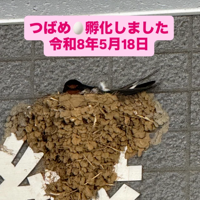 .
.

弊社エントランス、緑葬儀社の「緑」の文字の巣で産卵したつばめの卵が、どうやら無事に孵化したようです✨
とても小さな殻が落ちていました😊

今までじっと卵を温めていた親つばめも
少しずつ交代で子育てを始めています。

小さな命の誕生に、スタッフ一同ほっこり。そっと応援。

また成長の様子をご報告いたします🕊️

#つばめ
#つばめのひな 
#子育て
#西東京市
