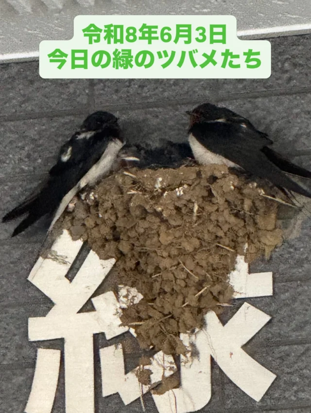 .
.
☔️今日は台風6号の影響で朝から大雨です。

皆さま、どうぞお気をつけてお過ごしください。

弊社エントランスのツバメ一家も、今日は外出をお休みしてお家で待機中🐦✨
親ツバメたちの羽毛🪶の乱れも育児の一生懸命さを感じます。
そして嵐が過ぎるのをじっと待っているのですね。

ひなも随分大きくなりました。

明日はまた元気に飛び回る姿が見られますように。

#ツバメ日記
#つばめ
#台風6号
#西東京市