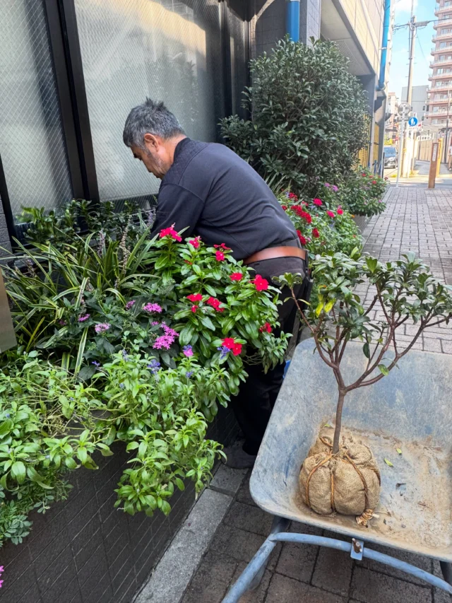 .
.

弊社の花壇の
元気をなくしてしまった
白いお花をつける沈丁花。

今日ついに、新しい苗３つ植え替えていただきました☺️

お世話になっている中野造園さんに
お願いしていたのですが涼しくなってからとのことで
本日植えていただきました。

春にふんわり香る、あの大好きな香り。
また楽しめる日が待ち遠しいです🤍

ありがとうございました！

ちょうどもふもふのはなあぶがホバリングして上手に花粉をつんでました。
蜂に似てますが蛾だそうで、針は持ってないので安全です。

#沈丁花 #JA東京みらい #はなあぶ  #お花